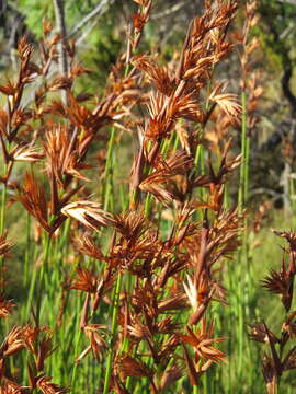 Image of Platycaulos major (Mast.) H. P. Linder