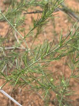 Image de Asparagus exuvialis Burch.