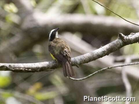 Image of Rusty-margined Flycatcher