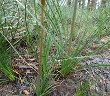 Image of Xanthorrhoea minor R. Br.