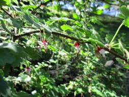 Image of canyon gooseberry