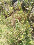 Image of shrubby yellowcrest