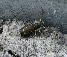 Image of Cicindela (Cicindela) hirticollis rhodensis Calder 1916