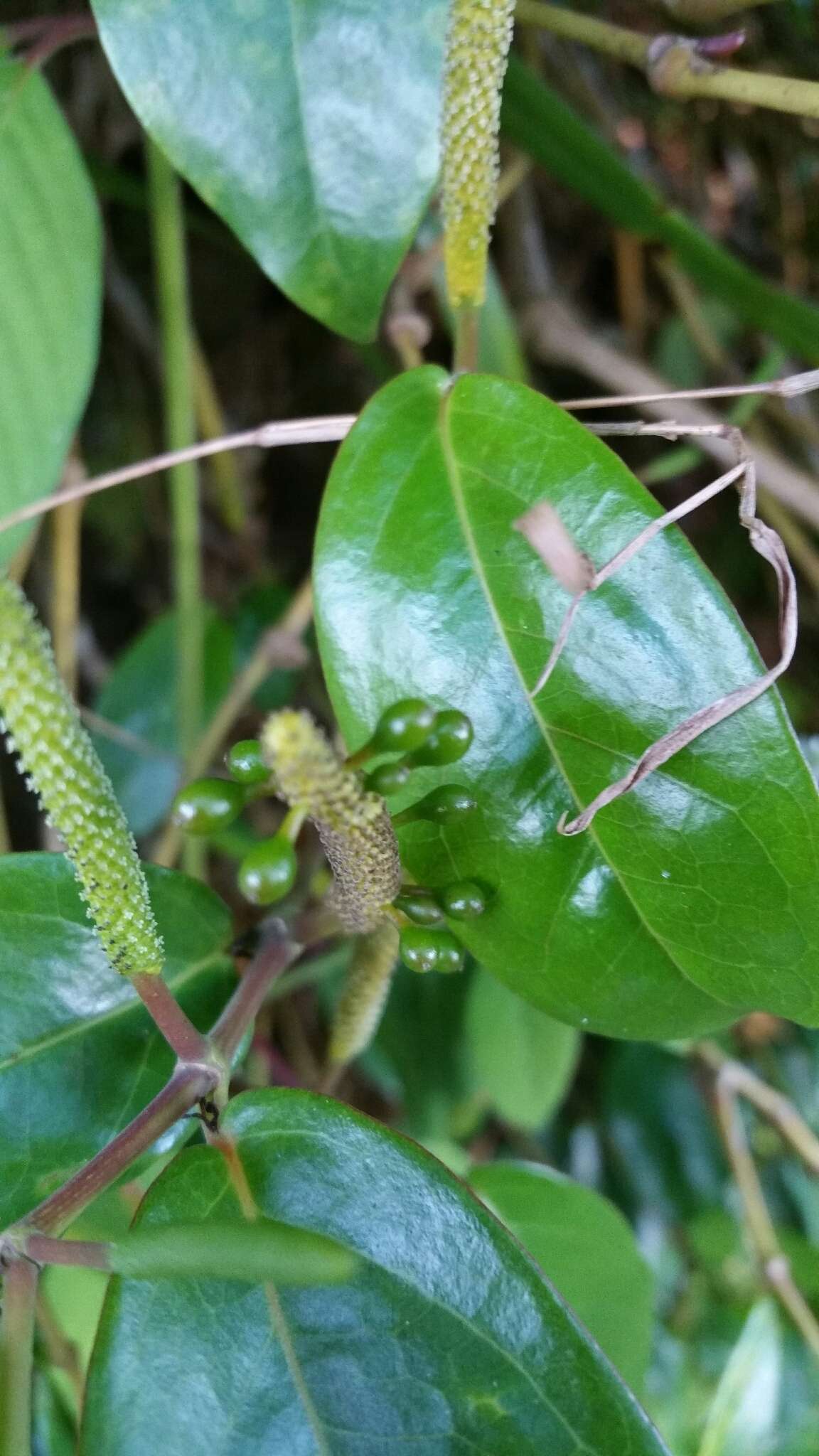 Image of Piper borbonense (Miq.) C. DC.