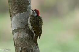 Image of Green-backed Woodpecker
