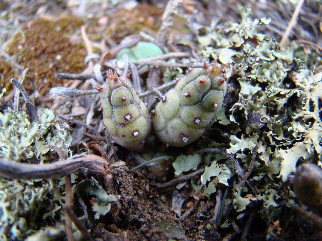 Слика од Euphorbia nesemannii R. A. Dyer