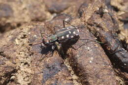 Image de Cicindela (Cicindelidia) sedecimpunctata Klug 1834