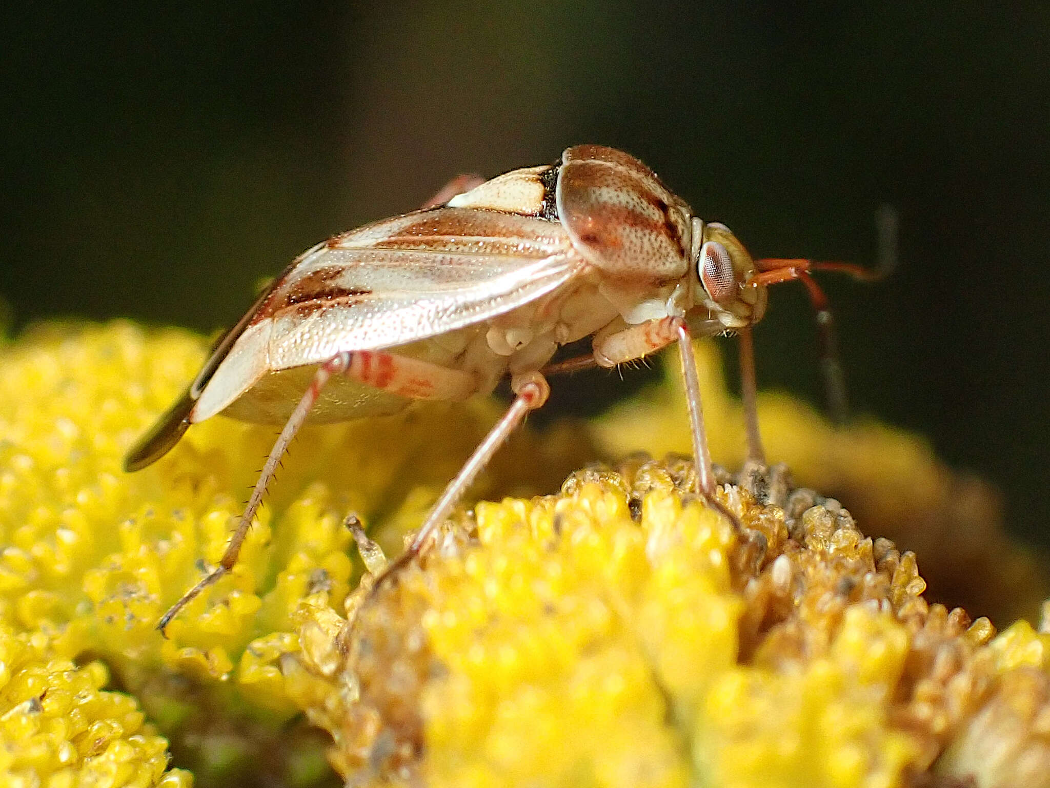 Image of Lygus punctatus (Zetterstedt 1838)