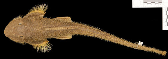 Image of <i>Isorineloricaria spinosissimus</i>