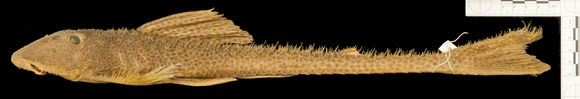 Image of <i>Isorineloricaria spinosissimus</i>