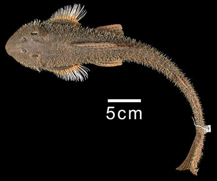 Image of <i>Isorineloricaria spinosissimus</i>
