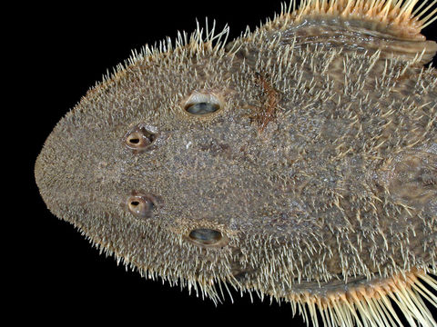 Image of <i>Isorineloricaria spinosissimus</i>