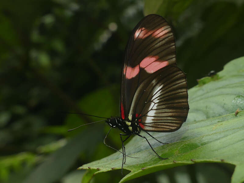 Image de Heliconius telesiphe Doubleday (1847)