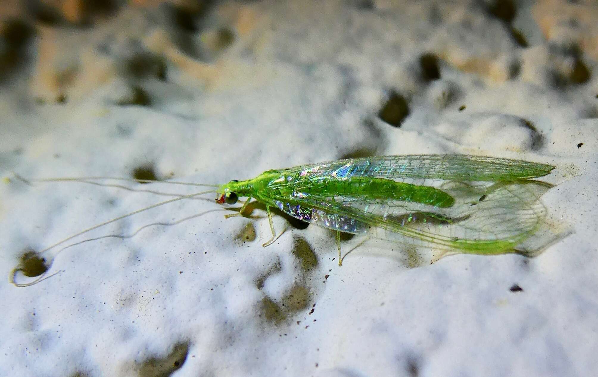 Image of Green lacewing