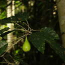 Image of Ficus leiocarpa (Bur.) Warburg