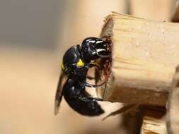 Image of Hylaeus nubilosus (Smith 1853)