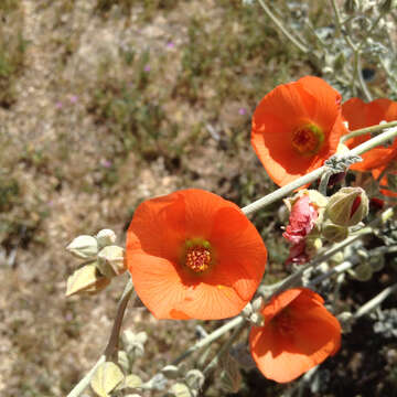 Image of desert globemallow