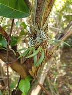 Imagem de Angraecum leonis (Rchb. fil.) André