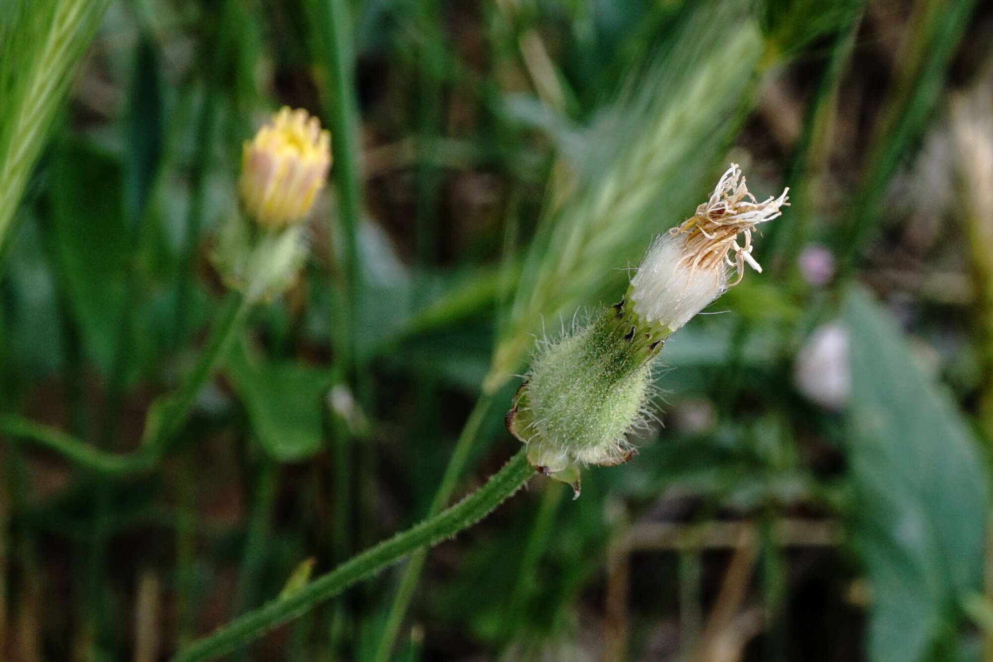 صورة Crepis alpina L.