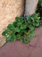 Image of white henbane