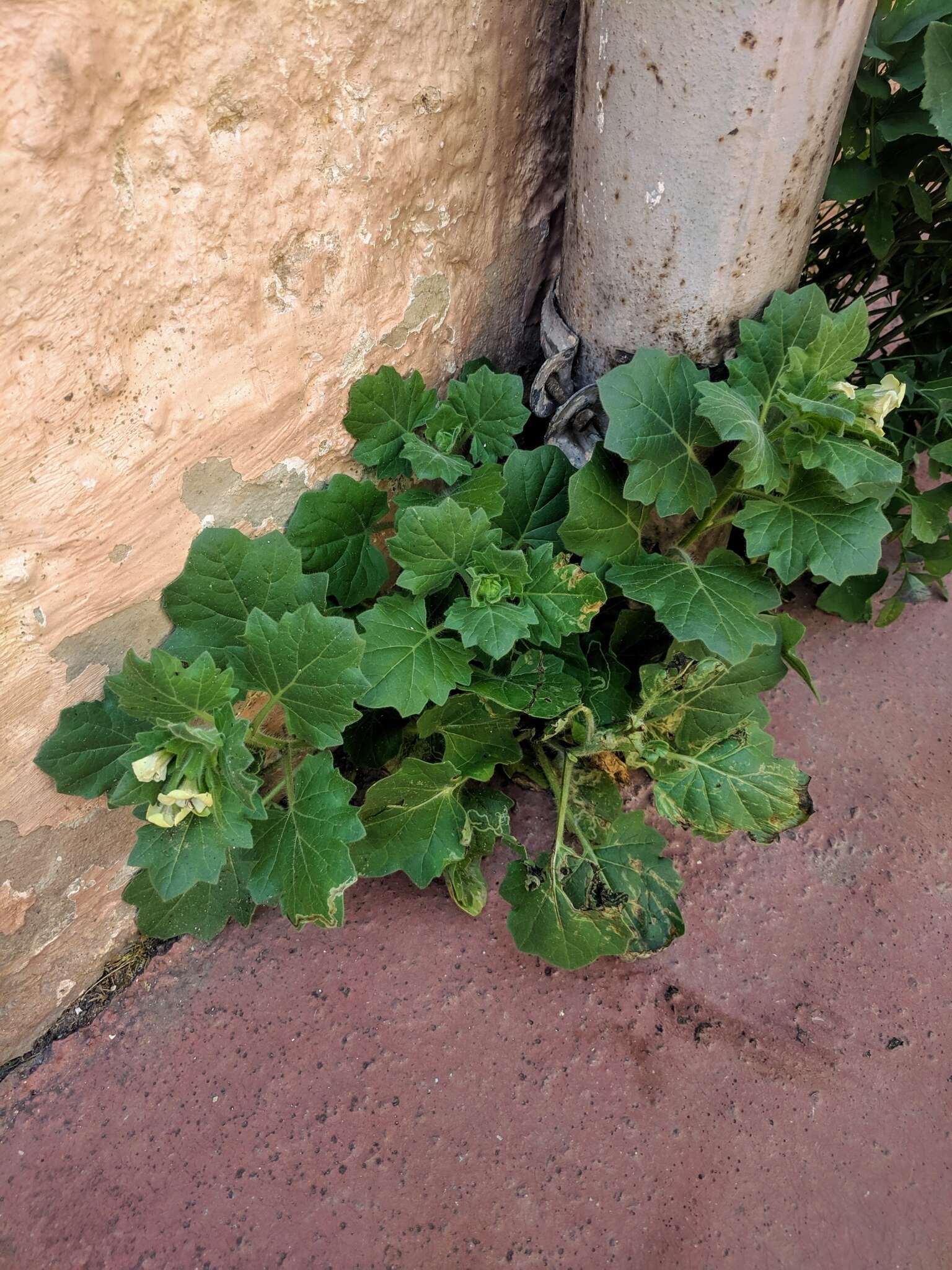 Image of white henbane