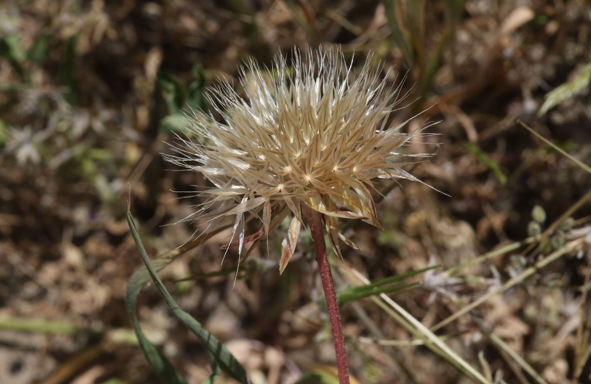 Image of grassland silverpuffs