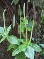 Image of cypress peperomia