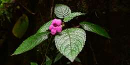 Image of Chrysothemis melittifolia