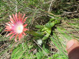 Delosperma dyeri L. Bol. resmi