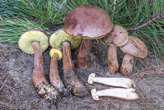 Image of Aureoboletus projectellus (Murrill) Halling 2015