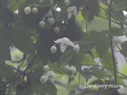 Image of Clematis parviloba Gardn. & Champ.