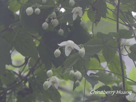 Image of Clematis parviloba Gardn. & Champ.