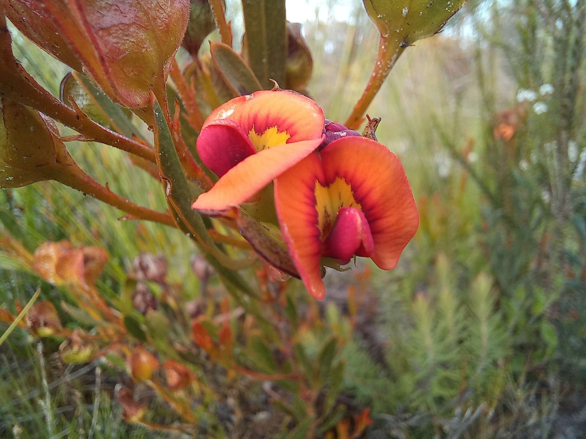 Imagem de Daviesia alternifolia Endl.