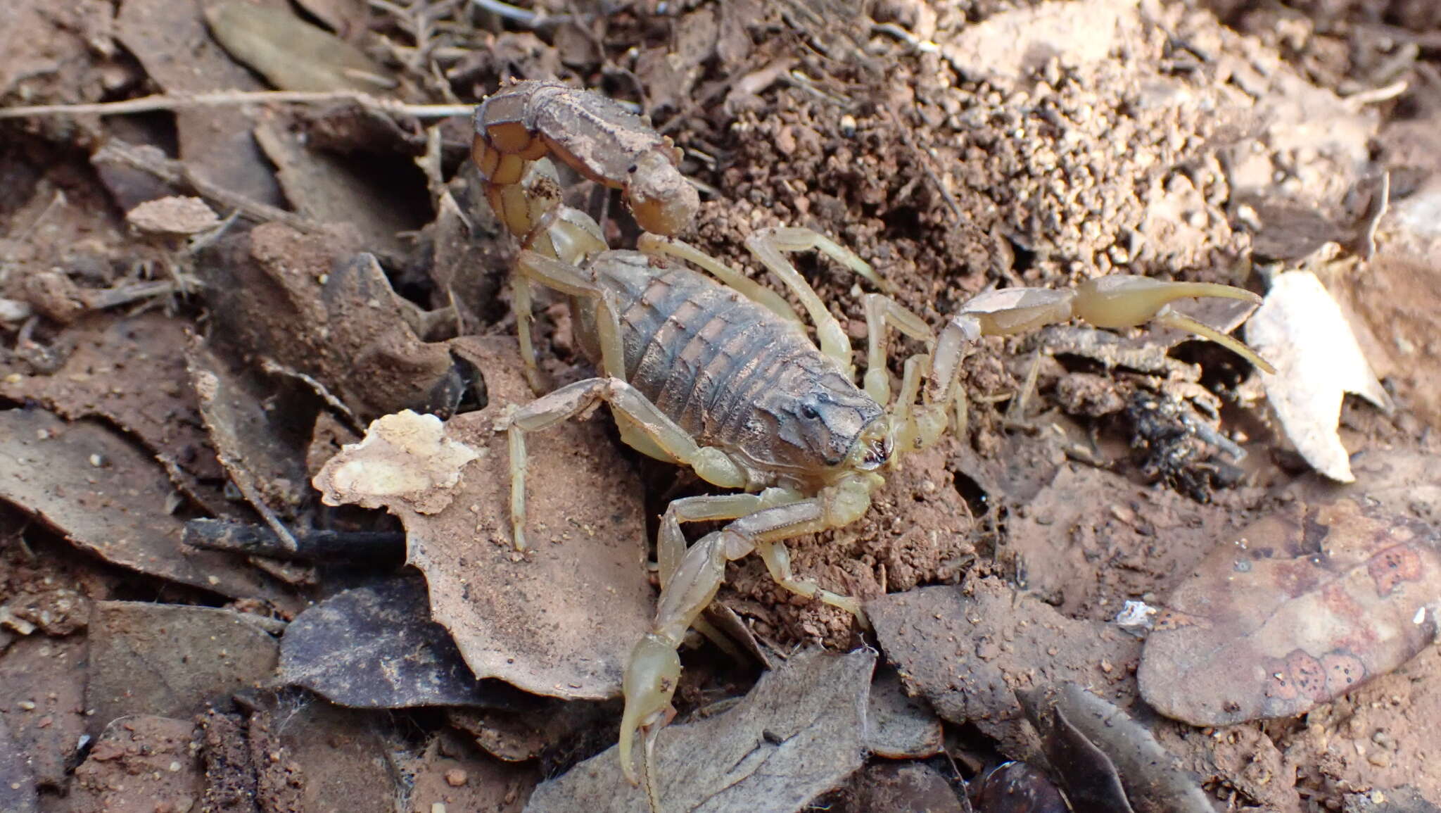 Plancia ëd Buthus elongatus Rossi 2012