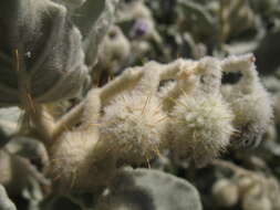 Image of Solanum lasiophyllum Dun.