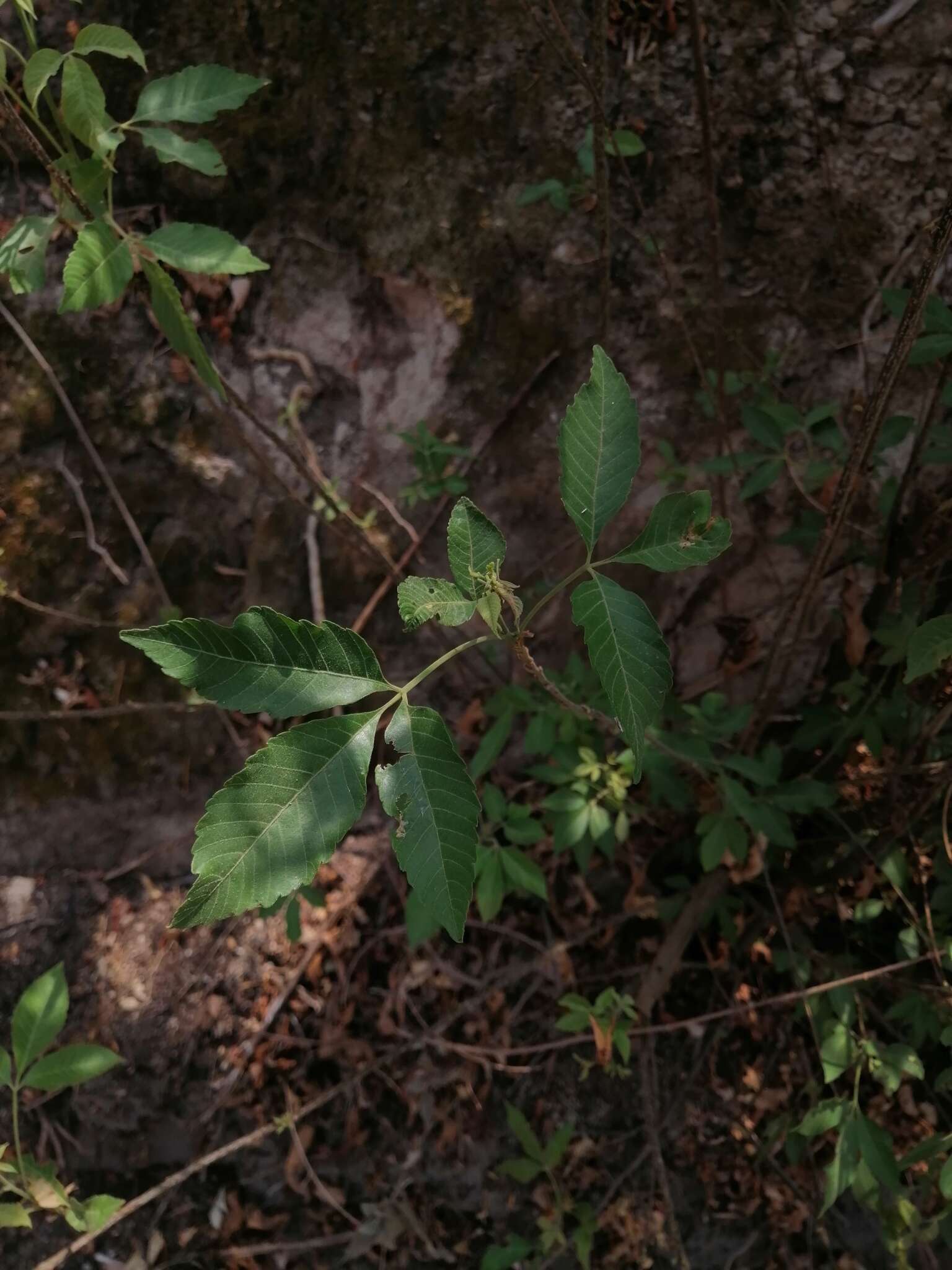Image of Thouinia acuminata S. Watson
