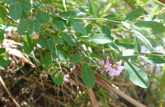 Image of Campylotropis macrocarpa (Bunge) Rehder