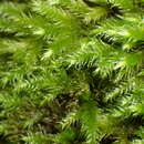 Image of palamocladium moss