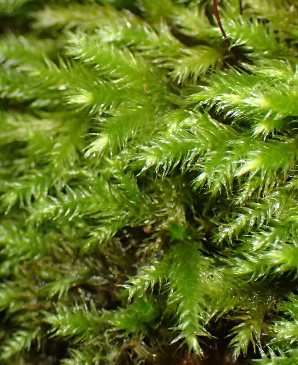 Image of palamocladium moss