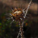 Image of Onopordum carduiforme Boiss.