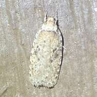 Image of Thelma's Agonopterix