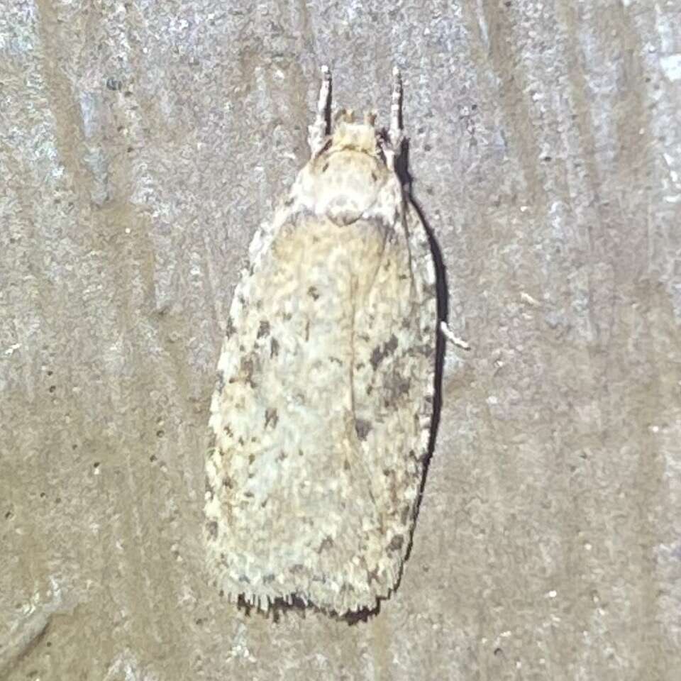 Image of Thelma's Agonopterix