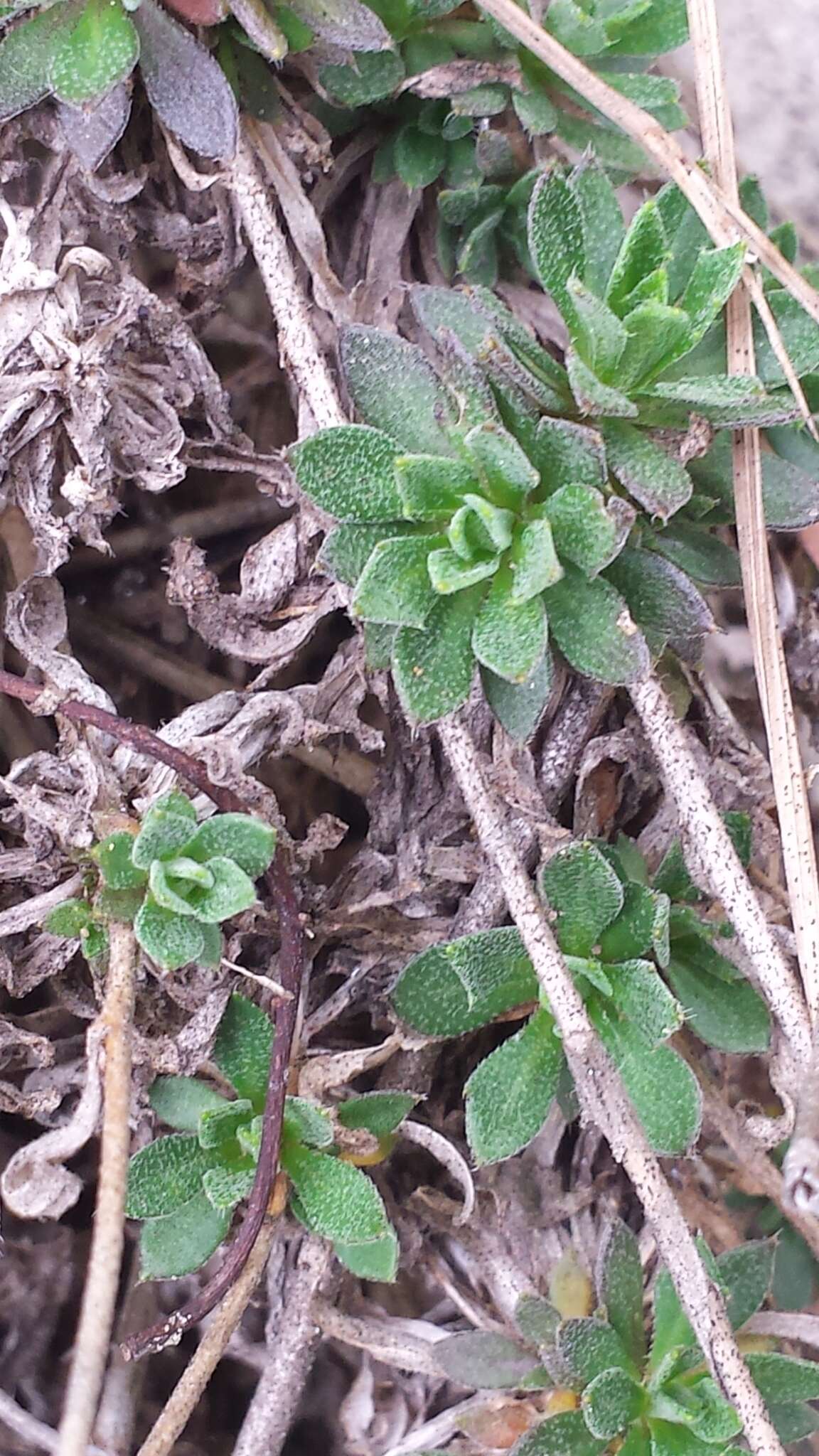 Image of rock draba