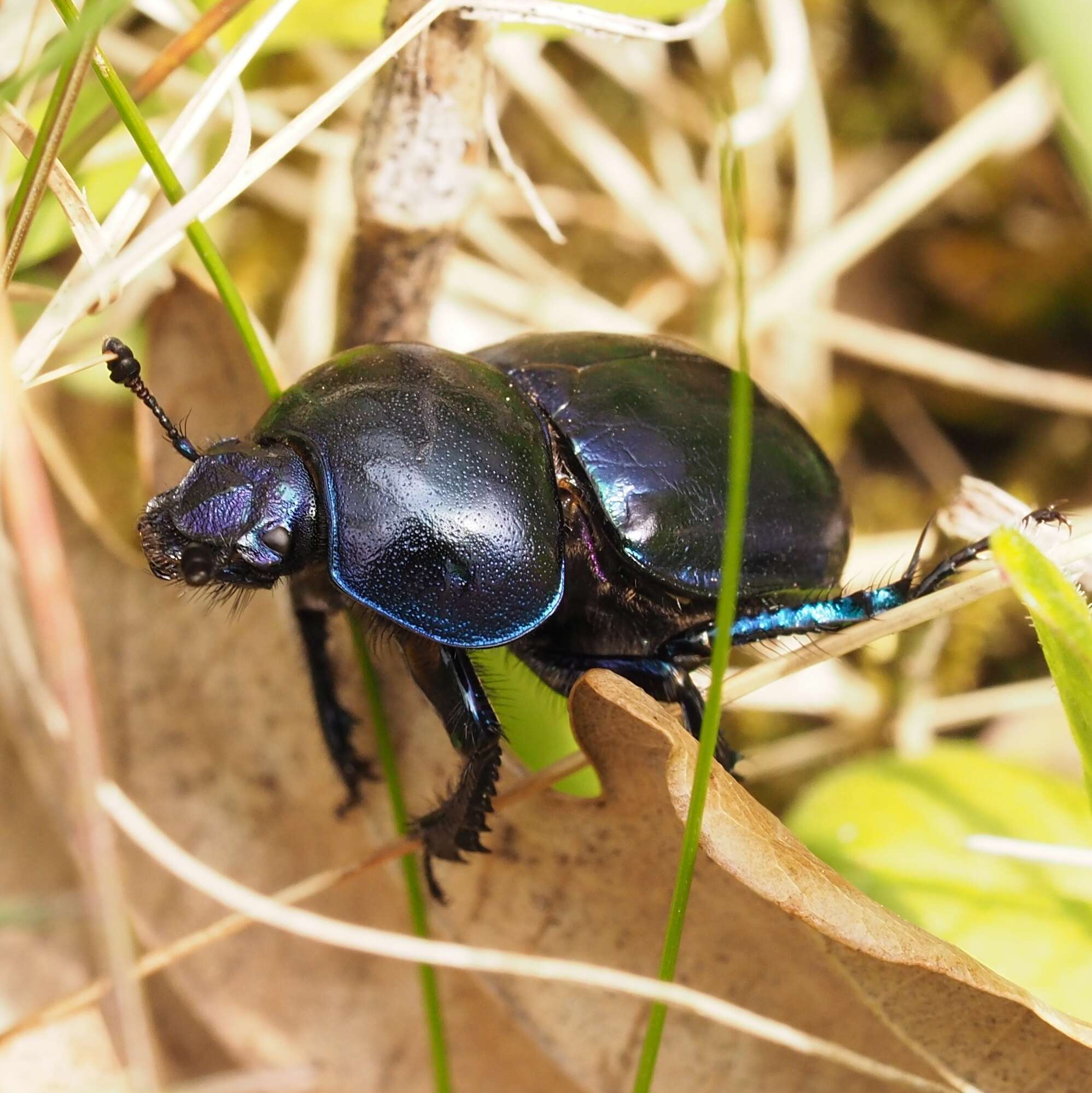 Image of Trypocopris vernalis (Linnaeus 1758)