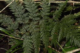 Image of Leptolepia novae-zelandiae (Col.) Mett. ex Diels