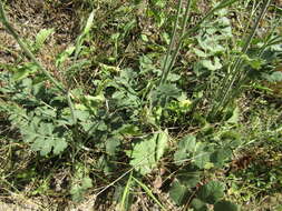 Image of solidstem burnet saxifrage