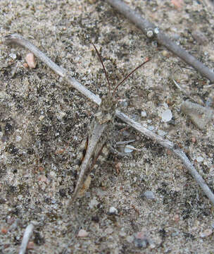 Image of Mottled Sand Grasshopper