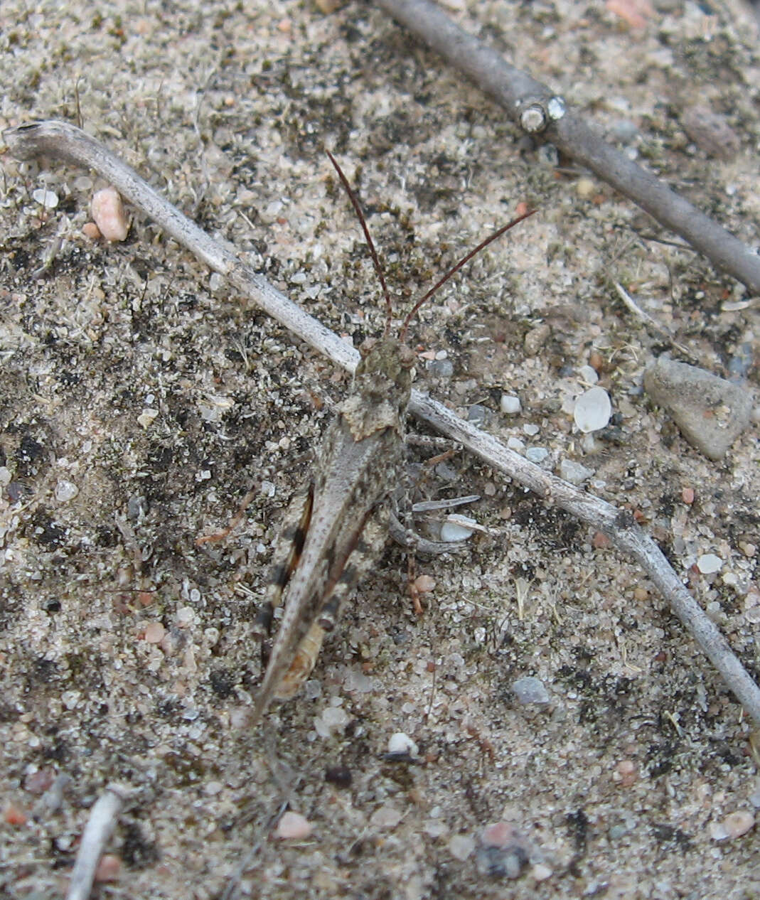 Image of Mottled Sand Grasshopper