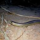 Image of Yacupoi Worm Lizard