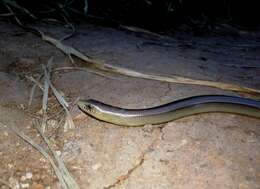 Image of Yacupoi Worm Lizard